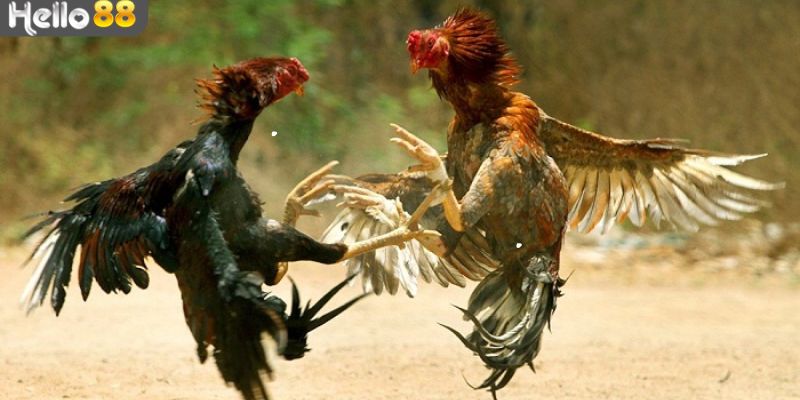 Cách chọn tướng gà đá qua hình dáng