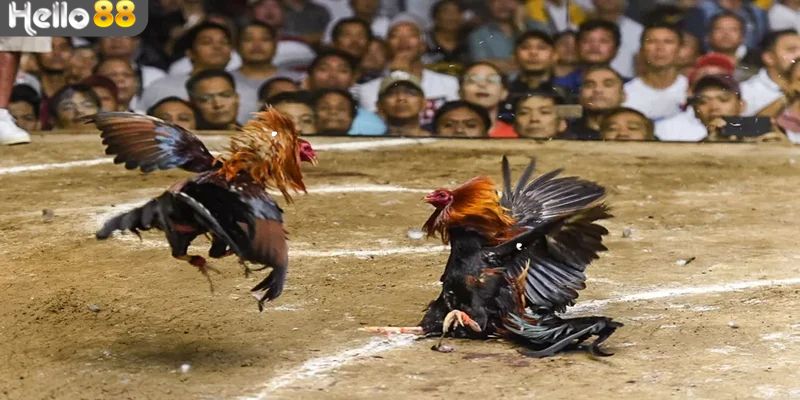 Các hình thức đá gà phổ biến ở trường gà Savan