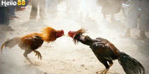 Cách để tham gia cá cược bộ môn đá gà Thomo tại Hello88