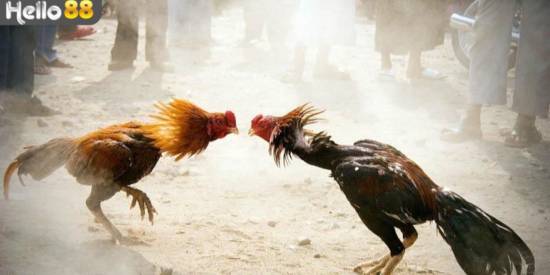 Cách để tham gia cá cược bộ môn đá gà Thomo tại Hello88