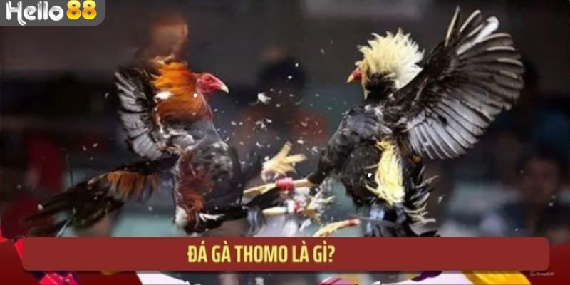 Đôi nét về bộ môn đá gà tại Thomo