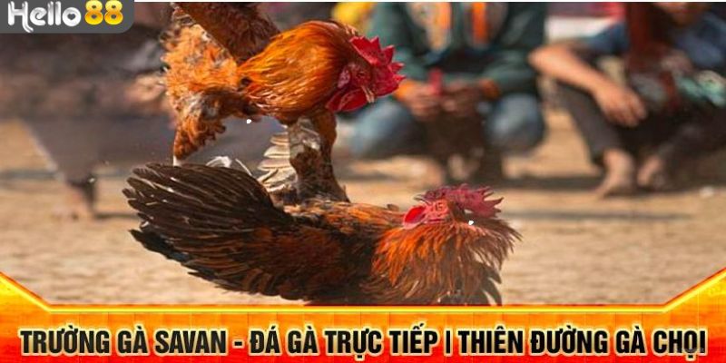 Các bước để tham gia cá cược trực tuyến trường gà Savan