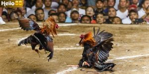 Các hình thức đá gà Philippines đang được ưa chuộng