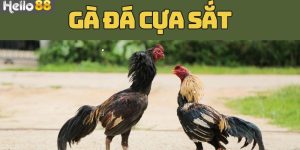 Các bước đặt kèo đá gà cựa sắt nhanh chóng tại Hello88