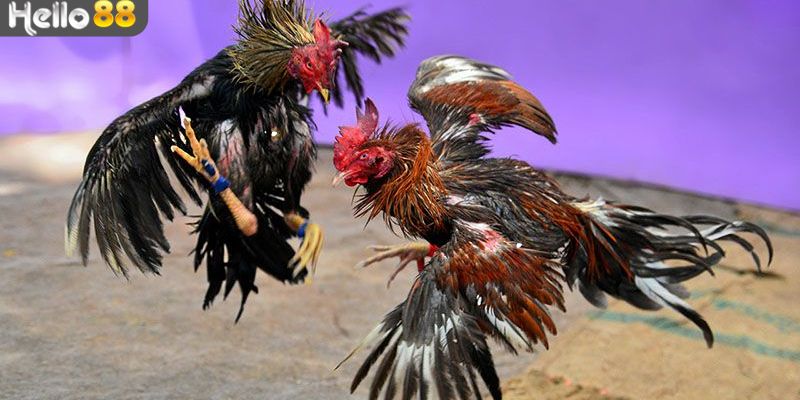 Hướng dẫn xem trực tiếp đá gà tre trên Hello88