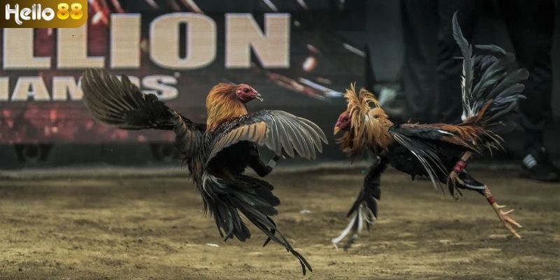 Luật chọi gà Philippines trực tuyến không quá phức tạp