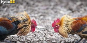 Kinh nghiệm giúp thắng lớn khi cược đá gà tre