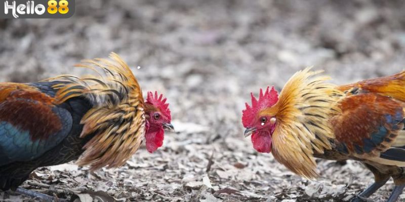 Kinh nghiệm giúp thắng lớn khi cược đá gà tre