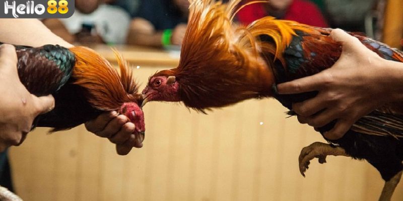 Lựa chọn địa chỉ uy tín khi đặt kèo đá gà cựa sắt