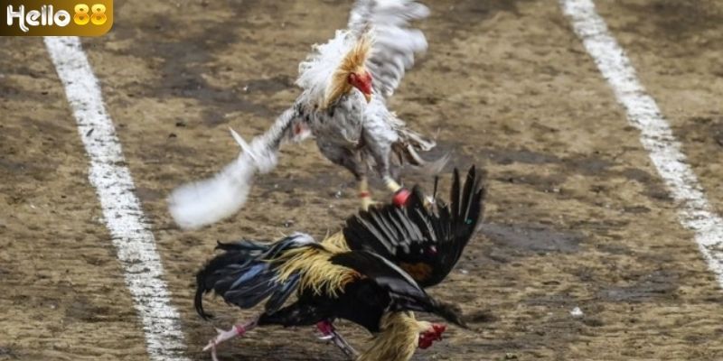 Phân tích bảng xếp hạng để có thể đánh giá chiến kê chính xác