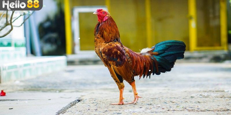 Thông tin cơ bản về cách chọn tướng gà