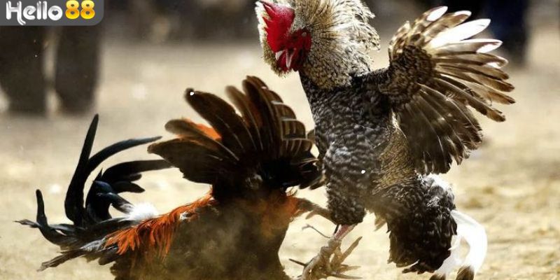 Giới thiệu hình thức đặt cược đá gà hấp dẫn hiện nay