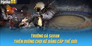 Hình ảnh trực tiếp chất lượng cao tại Hello88