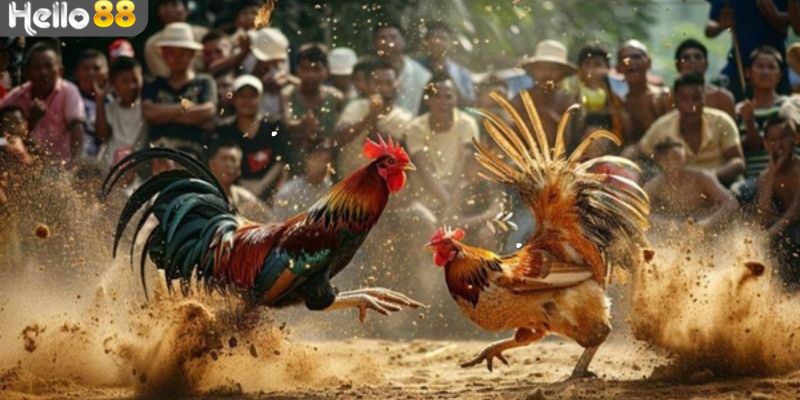 Hình ảnh sắc nét khi xem trực tiếp đá gà tre