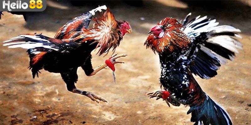 Lý do vì sao tạo nên sức hút mãnh liệt với bộ môn đá gà tại Thomo